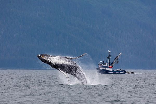 Alaska-Chatham Strait Breaching humpback whale near fishing boat